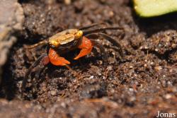 Sesarmidae