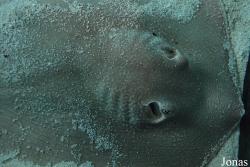 Urobatis halleri
