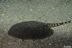 Potamotrygon tigrina