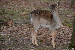 Wildpark Poing