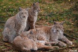 Wildpark Poing
