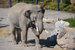 Knies Kinderzoo