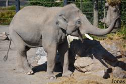 Knies Kinderzoo