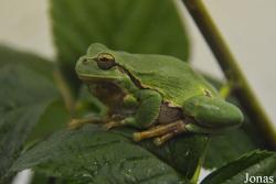 Vivarium Tablat