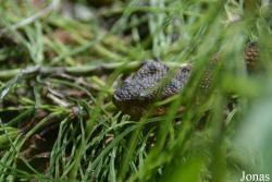 Vivarium Tablat
