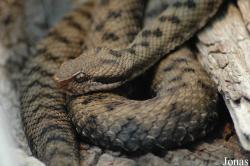 Vipera aspis