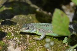 Vivarium Tablat