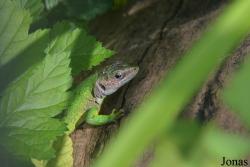 Vivarium Tablat