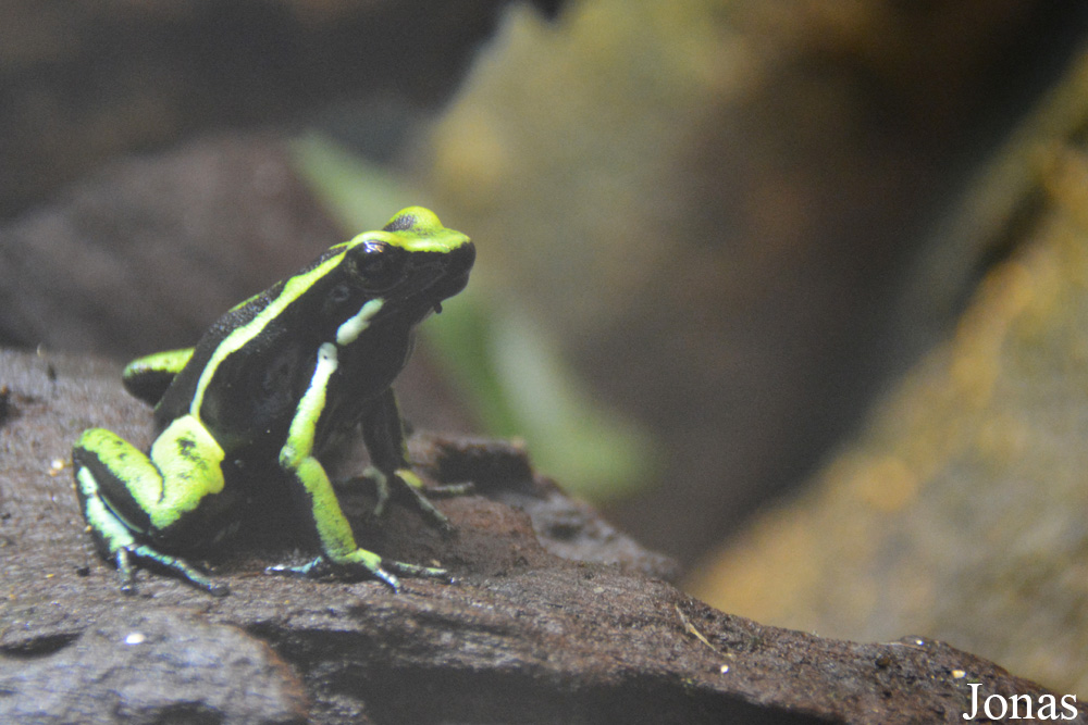 Naturkundemuseum Karlsruhe