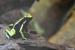 Ameerega trivittata