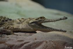 Naturkundemuseum Karlsruhe