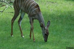 Erlebnis-Zoo Hannover