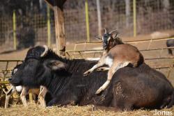 Stara Zagora Zoo