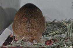 Thomomys bottae