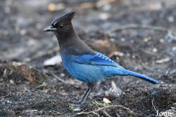 Cyanocitta stelleri