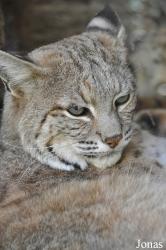 The Living Desert