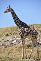 The Living Desert