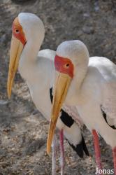 The Living Desert