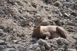 The Living Desert