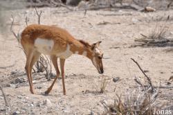 The Living Desert