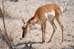 The Living Desert