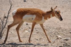 The Living Desert