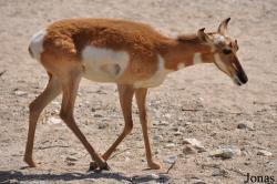 The Living Desert
