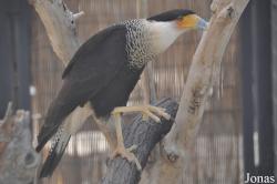 The Living Desert