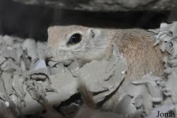 The Living Desert