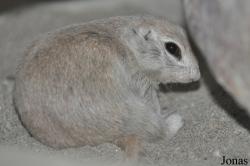 The Living Desert
