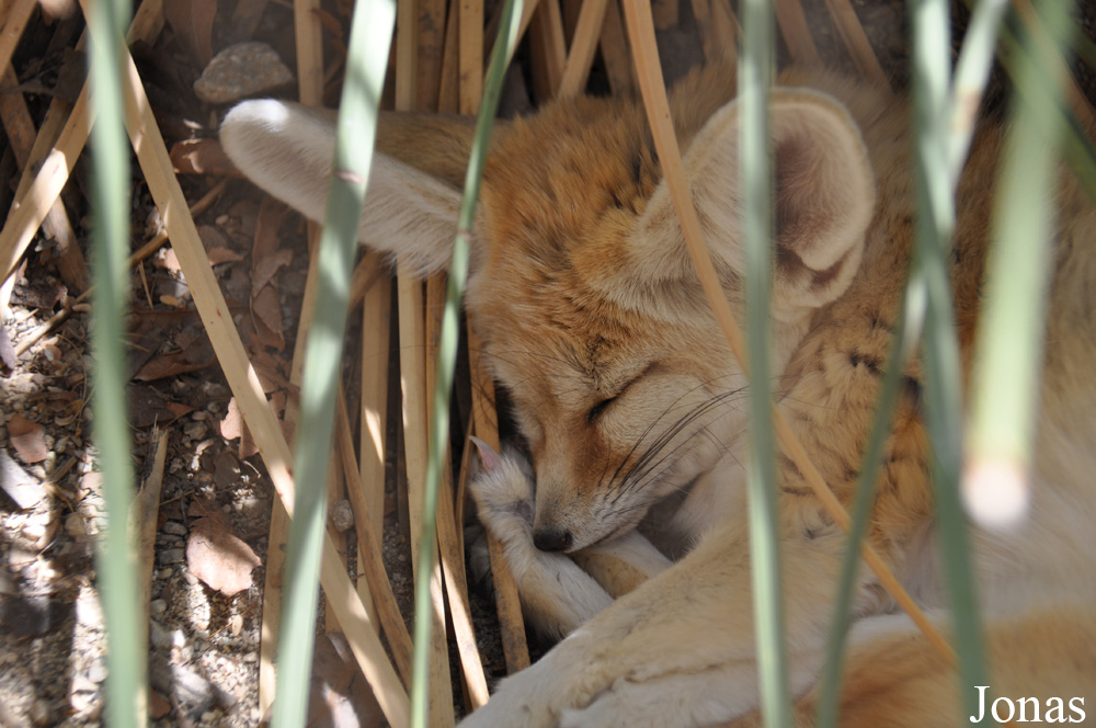 The Living Desert
