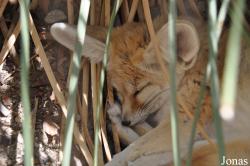 The Living Desert