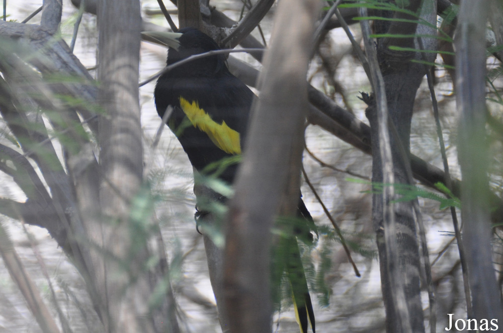 The Living Desert