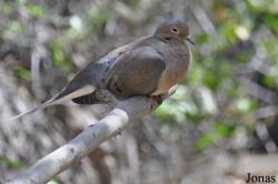 The Living Desert