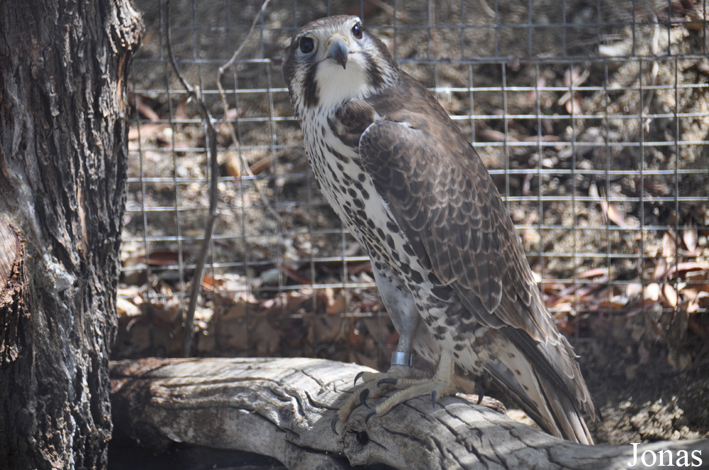 The Living Desert