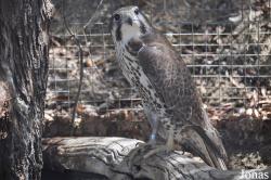 Falco mexicanus