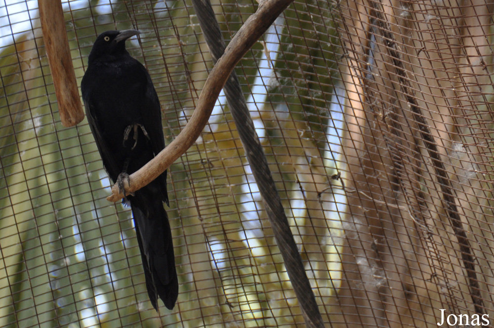 The Living Desert