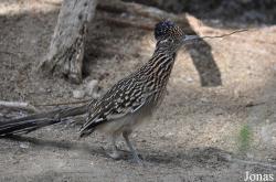 The Living Desert
