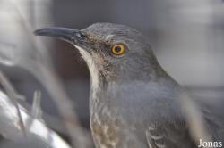 Toxostoma curvirostre