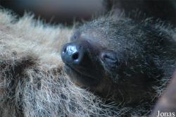 Erlebnis-Zoo Hannover