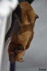 Wildlife Rehabilitation and Breeding Centre Green Balkans