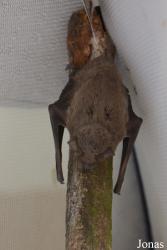 Vespertilio murinus