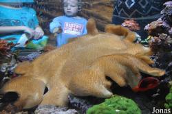 Aquarium of the Pacific