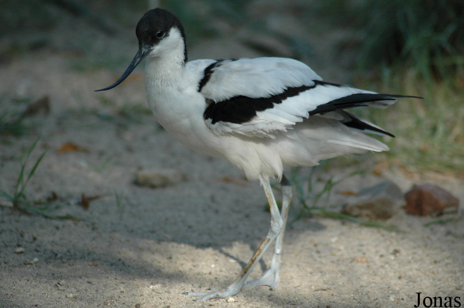 Erlebnis-Zoo Hannover
