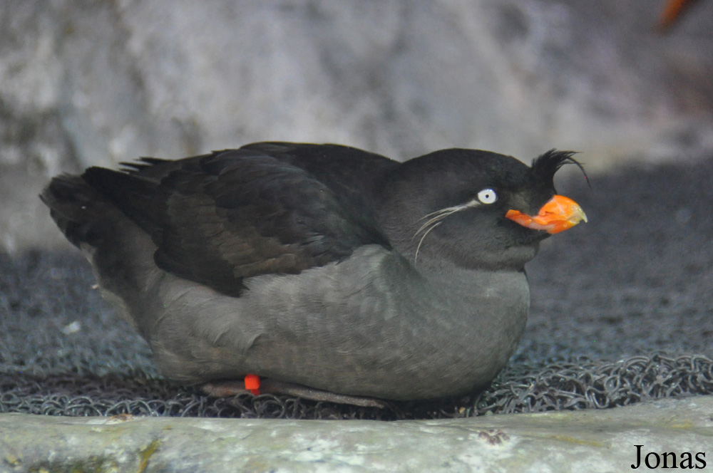 Aquarium of the Pacific