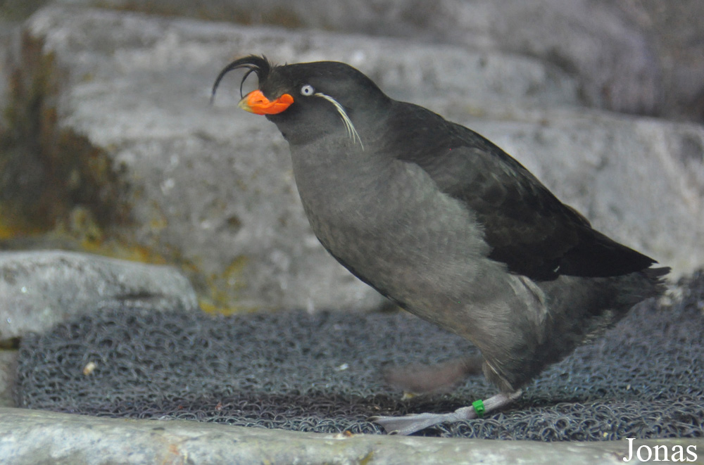 Aquarium of the Pacific