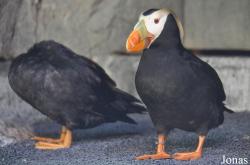 Aquarium of the Pacific