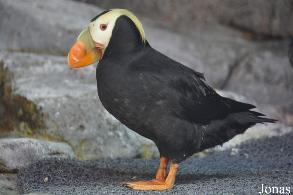 Aquarium of the Pacific