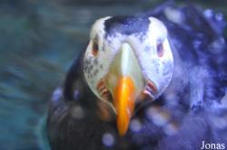 Aquarium of the Pacific