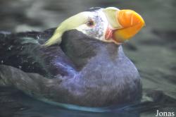 Aquarium of the Pacific